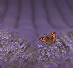 Tortoiseshell on Lavendar
