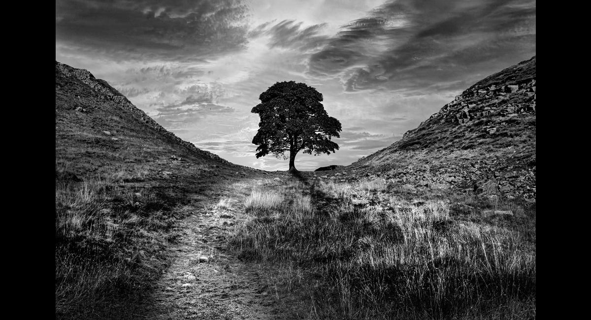 1_Sycamore-Gap (Copy)