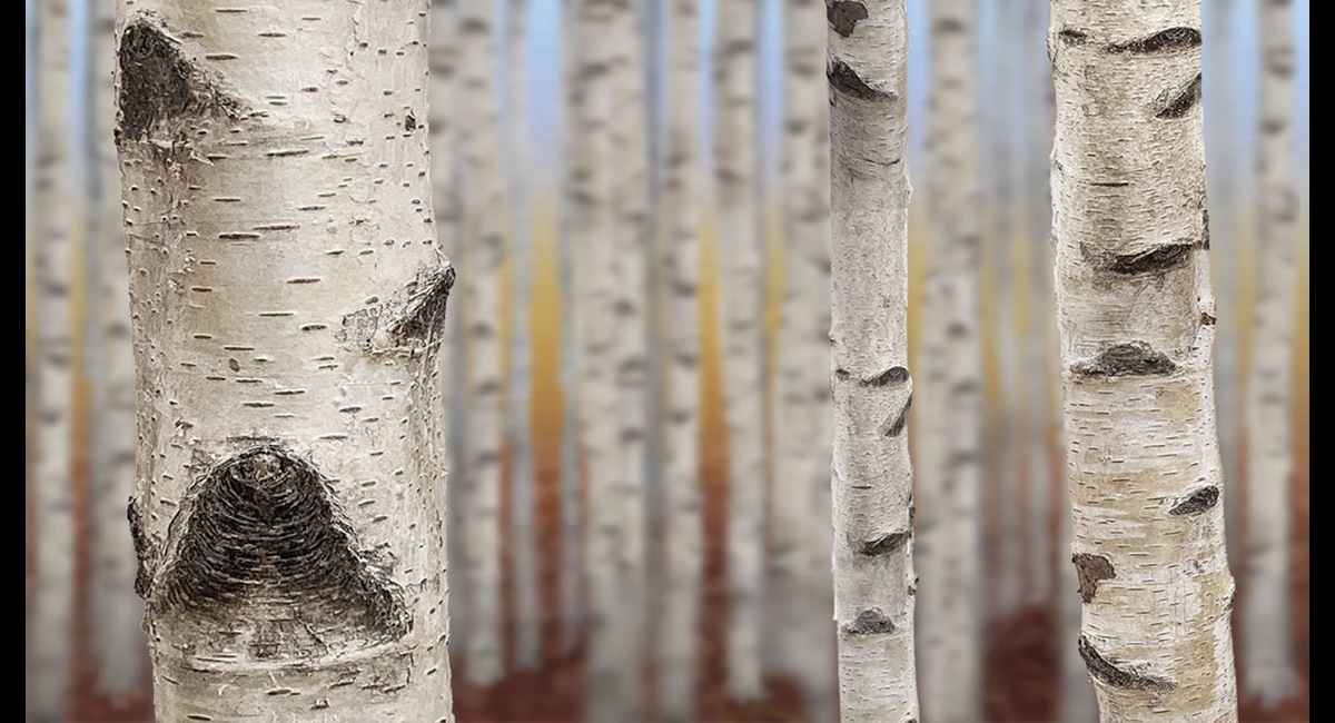 Birches (Copy)
