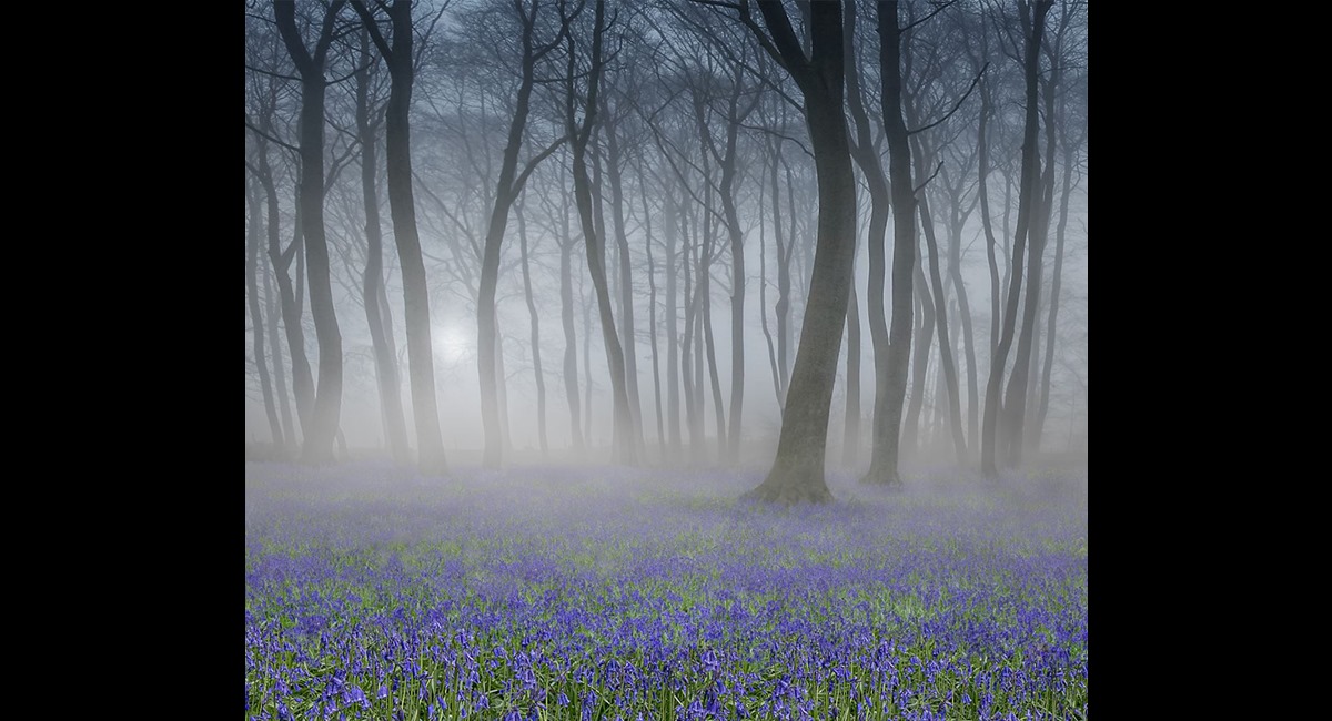 Bluebell-Wood-at-Dawn (Copy)