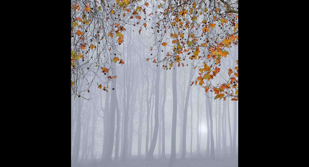 Last-Leaves (Copy)