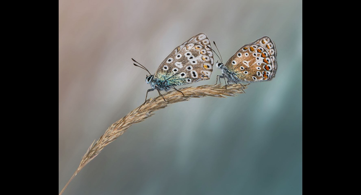 Male-Female-Chalkhill-Blues (Copy)