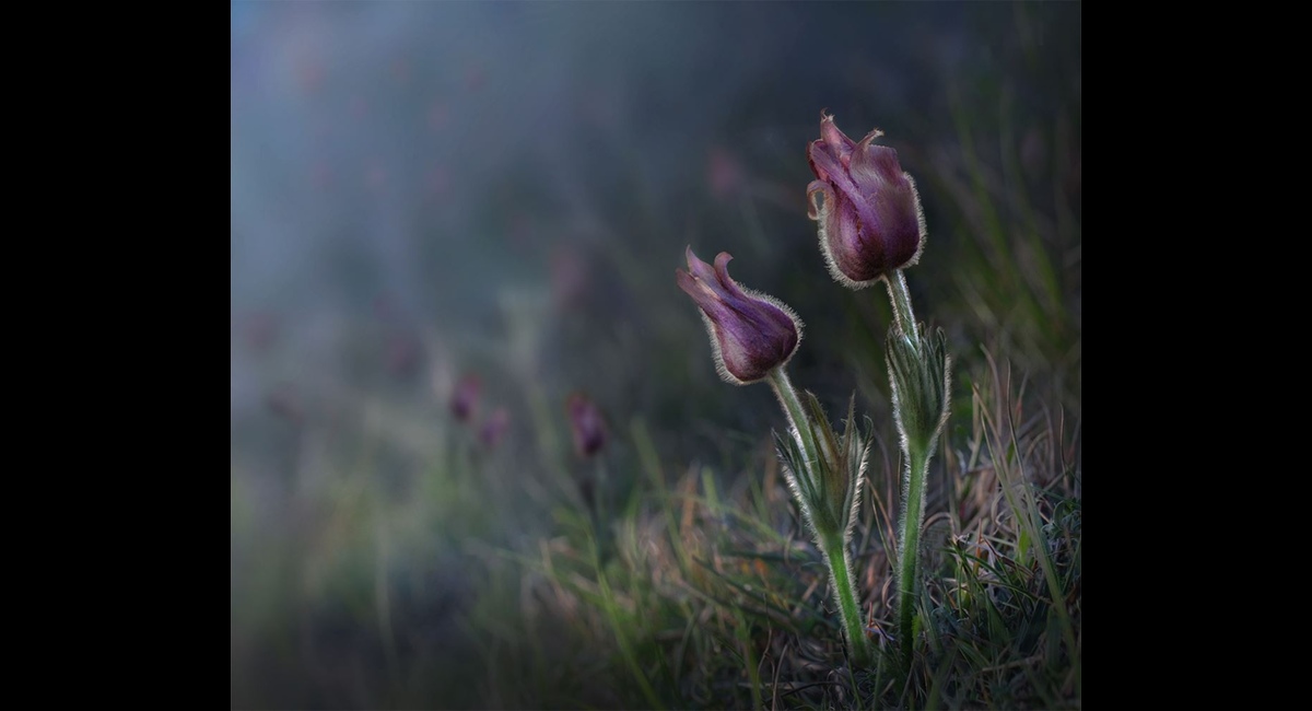 Pasque-Flower (Copy)
