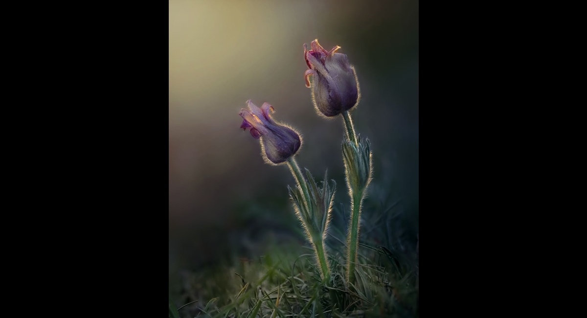 Pasque-Flowers-at-Sunset (Copy)
