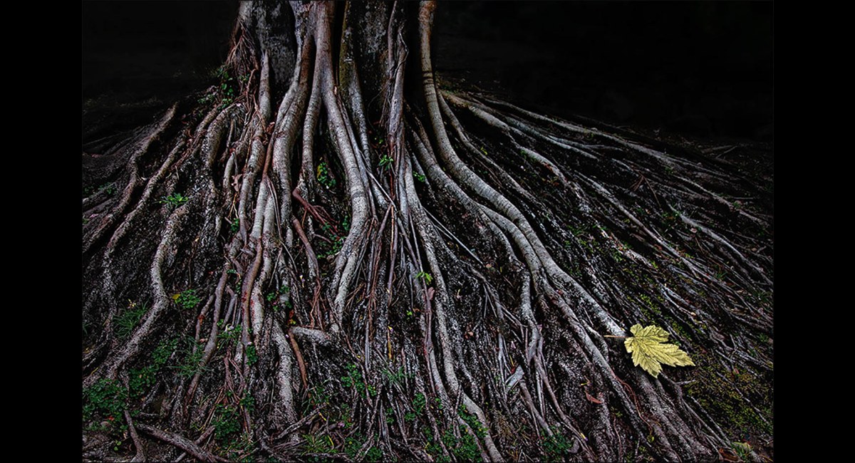 Peter-Norrth_Last-Leaf (Copy)
