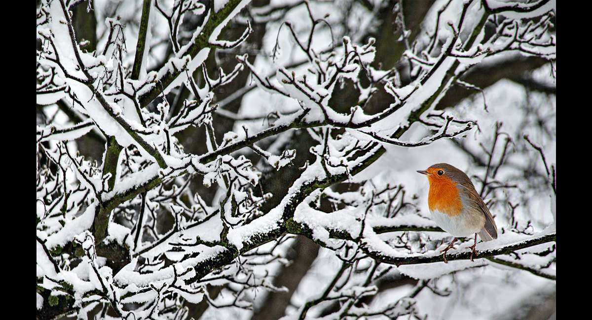 Peter-North_-Midwinter-Robin (Copy)