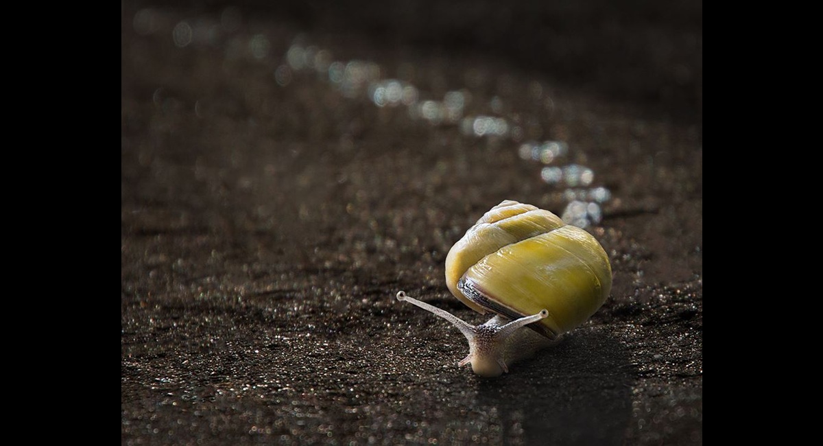 Peter-North_-Trailblazer (Copy)