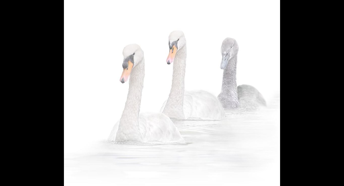 Peter-North_Cob-Pen-Cygnet (Copy)