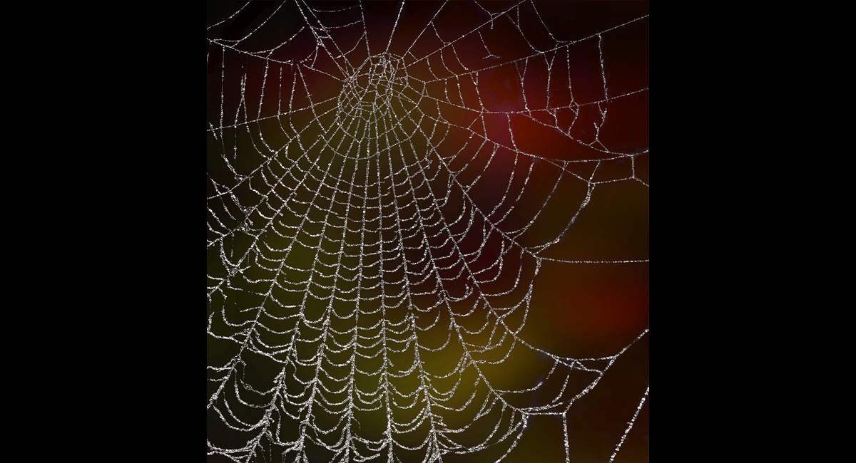 Peter-North_Frosted-Web (Copy)