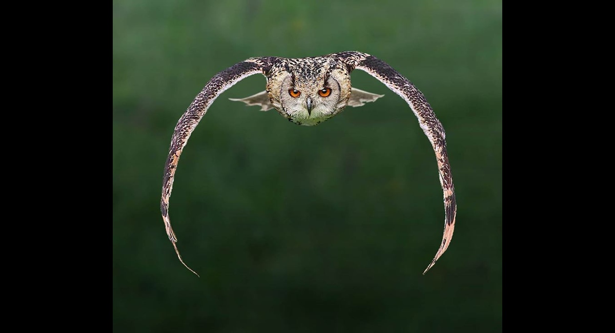 Peter-North_Line-of-Sight (Copy)