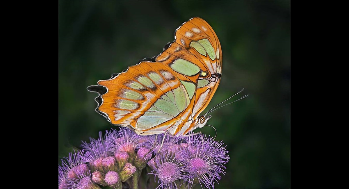 Peter-North_Malachite-Butterfly-nectaring-on-Ageratum (Copy)