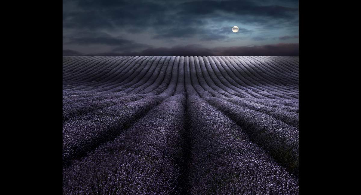 Peter-North_Moonrise-Over-Lavender (Copy)