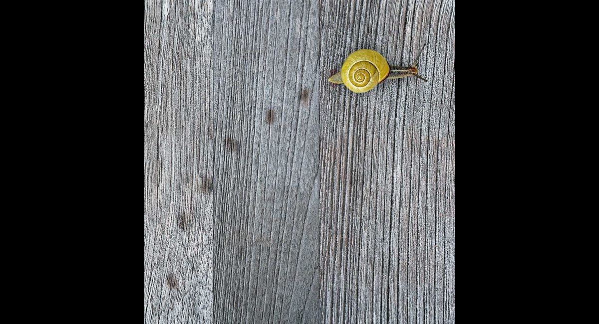 Peter-North_Snail-Trail (Copy)