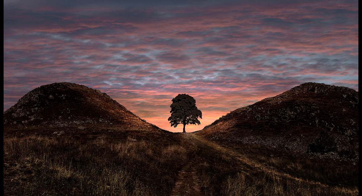 Peter-North_Sycamore-Gap-Hadrians-Wall (Copy)
