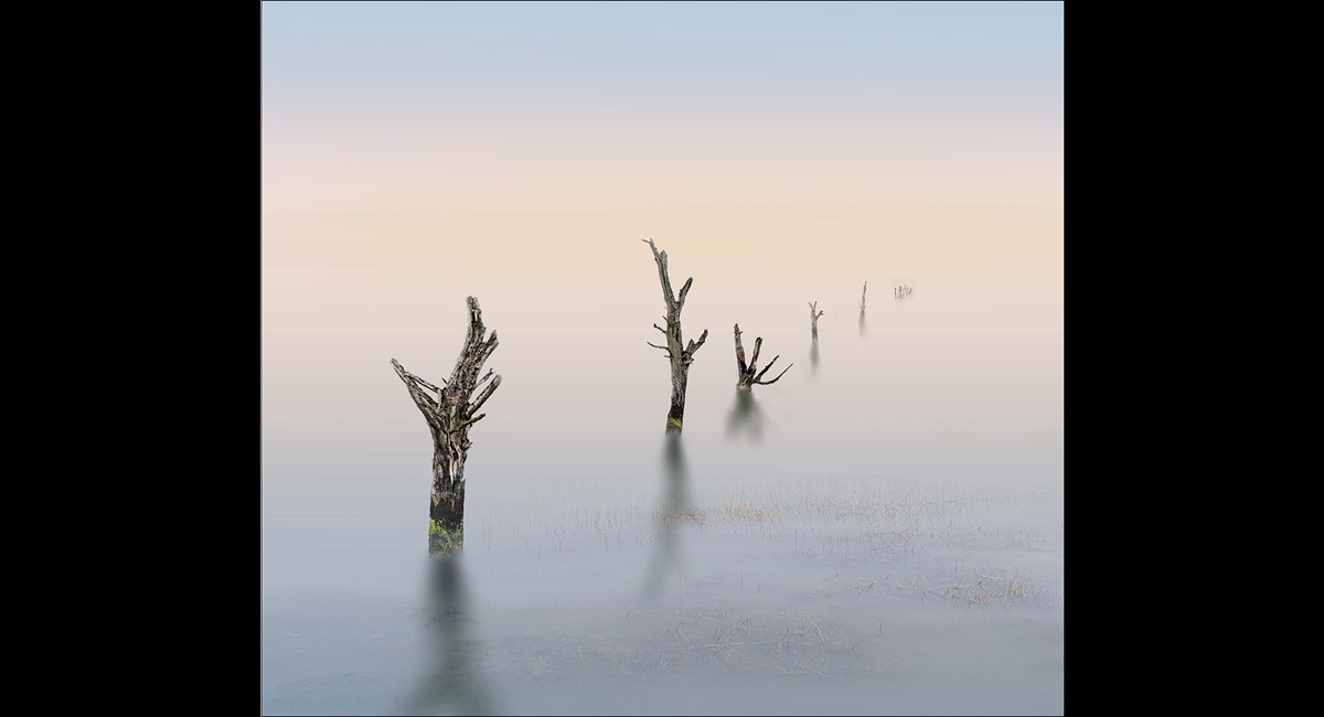 Peter-North_Tollesbury-Trees-PDI (Copy)