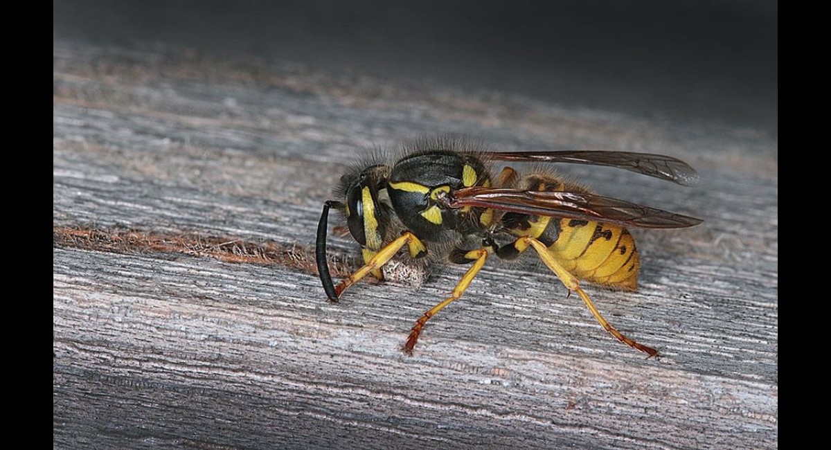 Peter-North_Wasp-Harvesting-Wood-Pulp (Copy)