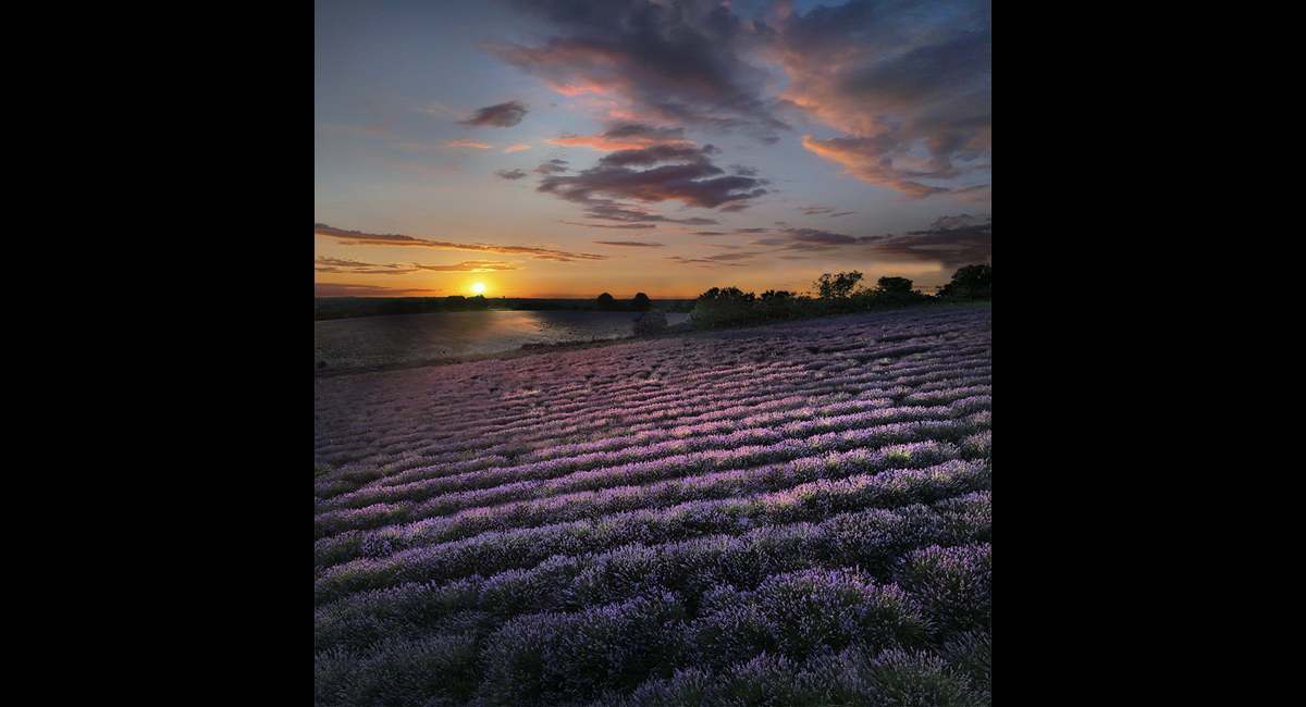 Peter-North_Waves-of-Lavender (Copy)