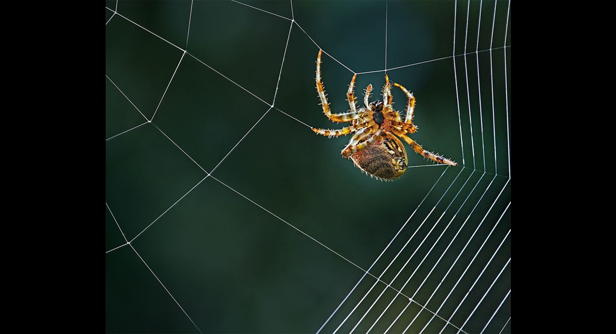 Peter-North_Webmaster (Copy)