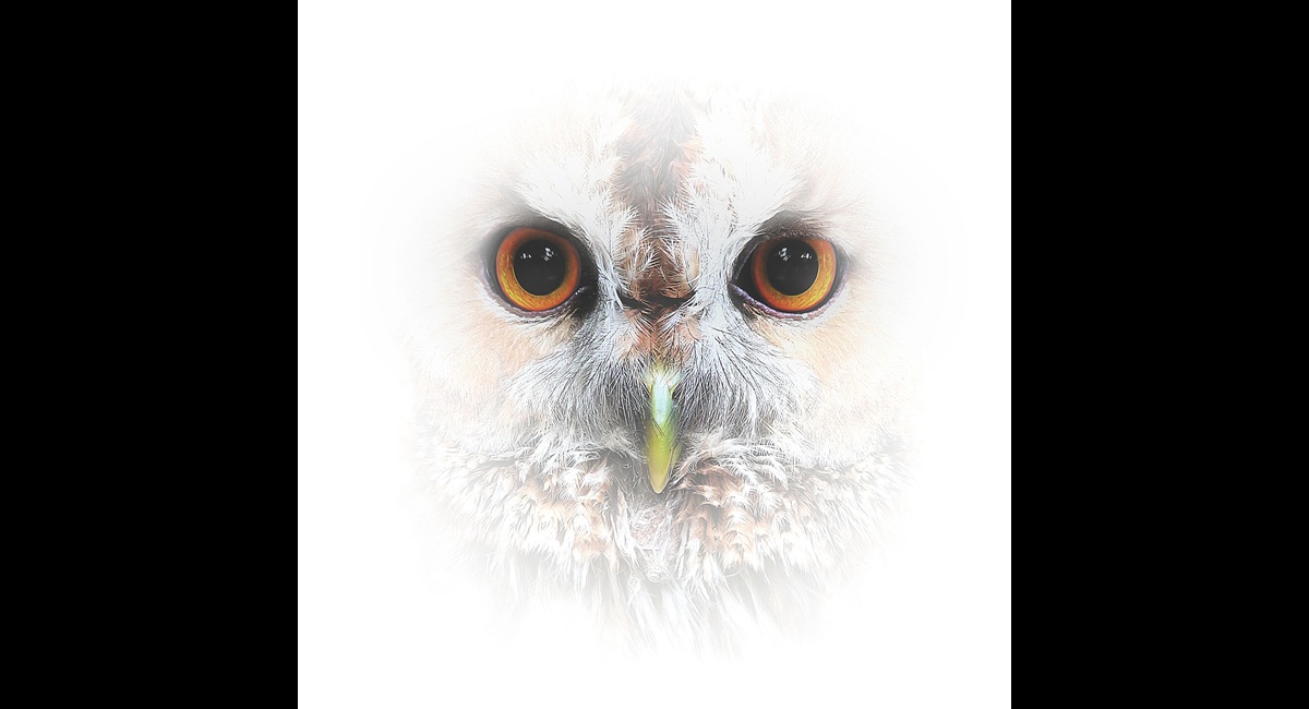 The-Essence-of-Owl (Copy)