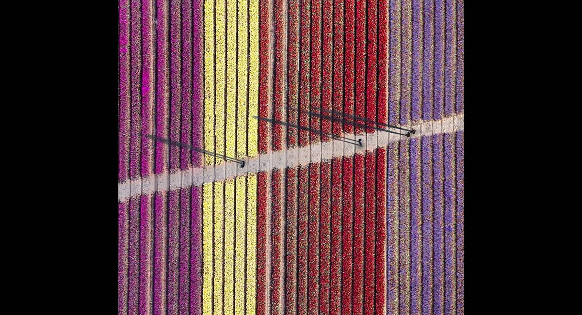 Tiptoe-Through-the-Tulips (Copy)