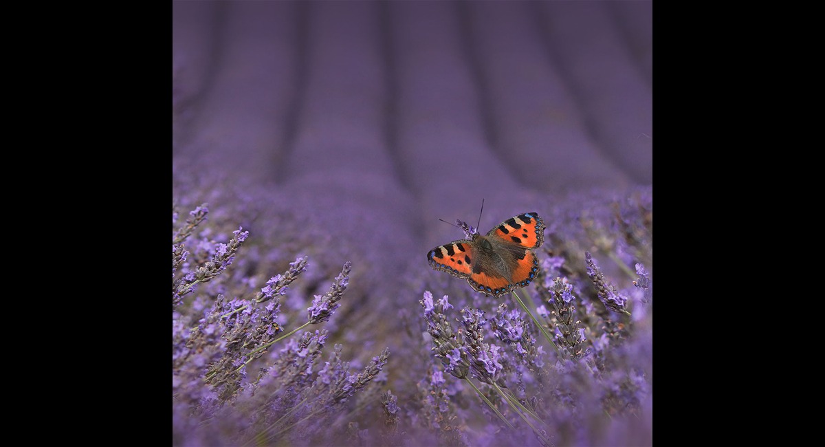 Tortoiseshell-on-Lavendar (Copy)