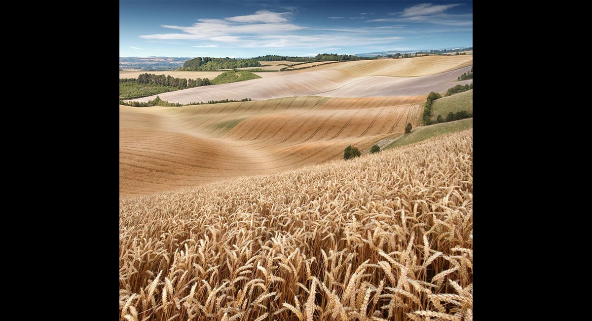 Waiting-for-the-harvest (Copy)