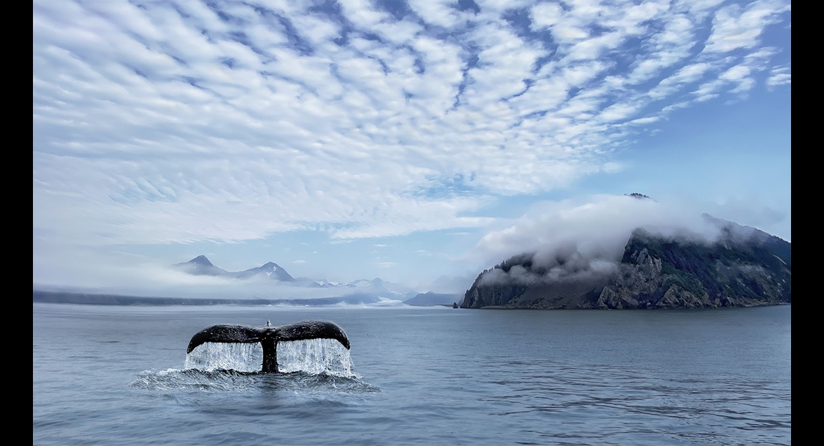 Whale-Dive-Kenai-Fjords-Alaska- (Copy)